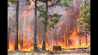 Uttarakhand Police arrests 3 youths from Bihar for promoting forest fires in Chamoli