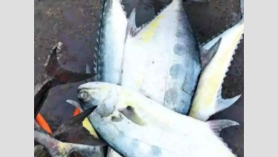 Zinc, lead… fish in Kochi estuary are ‘heavy’, daily intake risky