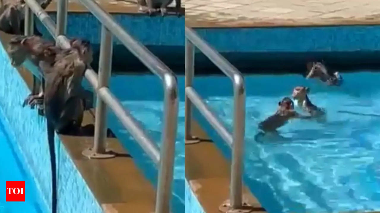 In hot & humid Mumbai, monkeys seen chilling in swimming pool in viral video  | Mumbai News - Times of India