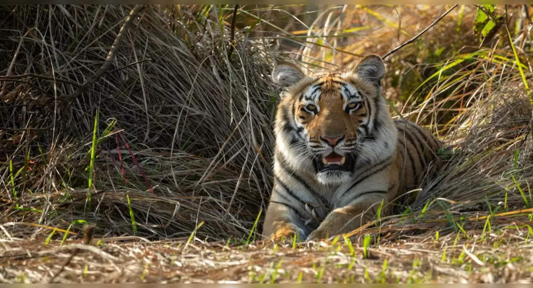 10 best places to spot tigers in Indian forests | Times of India Travel