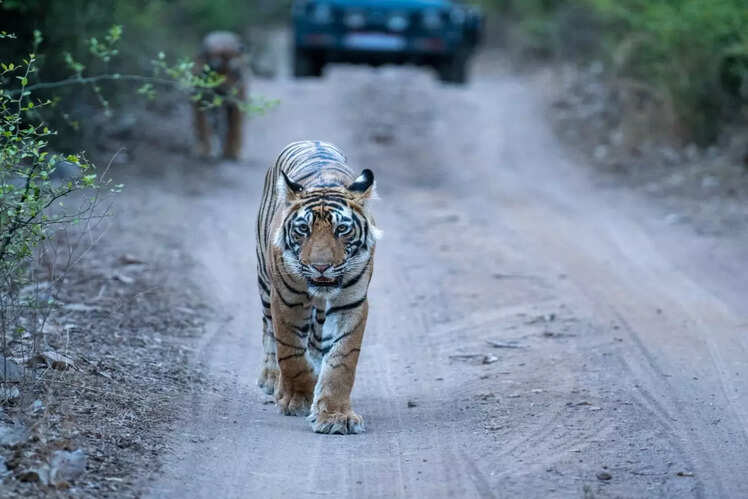 Ranthambore National Park