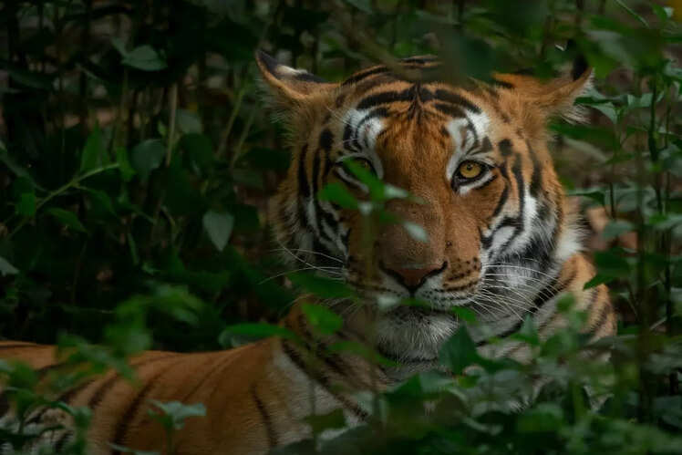 Pilibhit Tiger Reserve