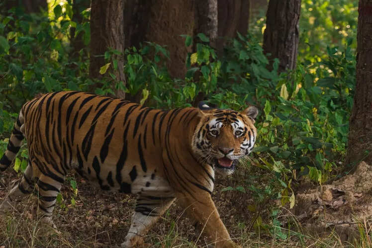 Kanha National Park