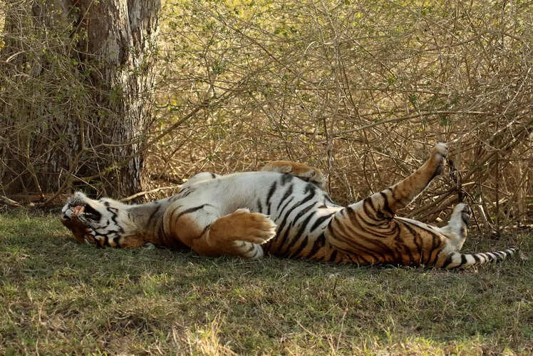 Bandipur National Park