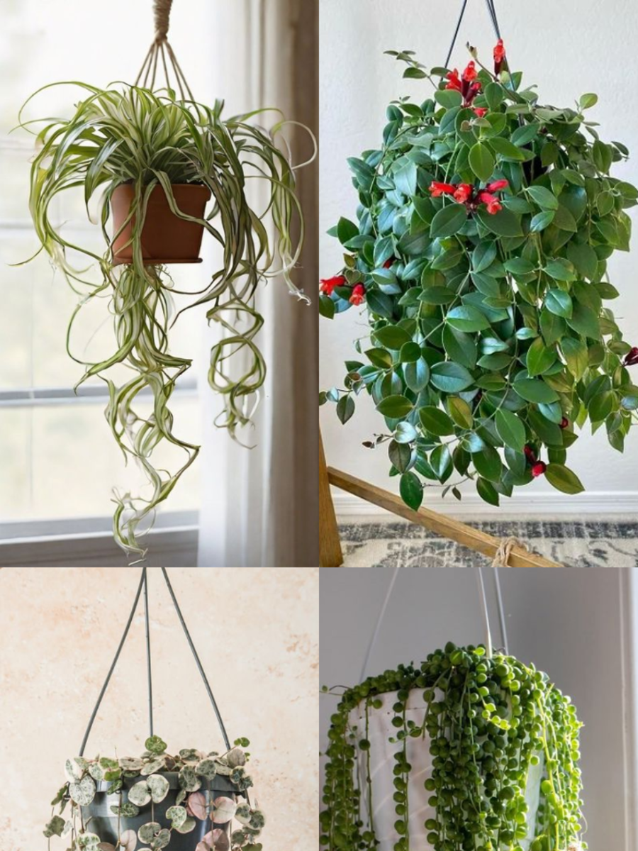 Most Exotic Hanging Plants To Keep At Home Times Now
