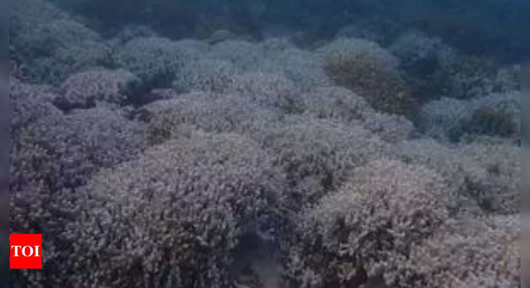 Marine heatwaves cause intense coral bleaching in Lakshadweep: Researchers