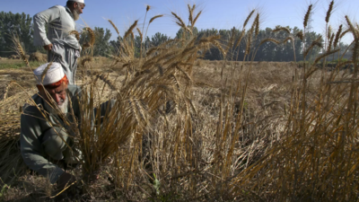 Pakistan farmers announce nationwide protests from May 10 amid wheat ...