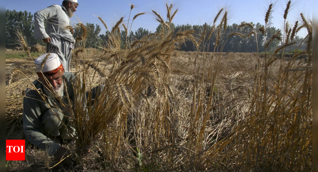 Pakistan farmers announce nationwide protests from May 10 amid wheat ...