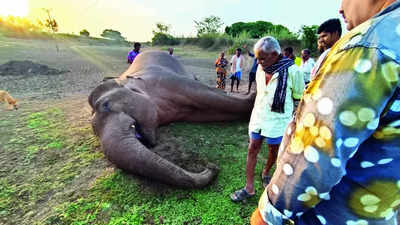 Makhna elephant electrocuted in Krishnagiri district