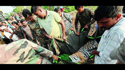 Tigress rescued at Malali in 8-hour operation