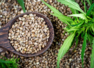 Lesser known health benefits of hemp seeds