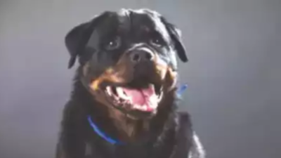 2 pet Rottweilers maul 5-year-old in Tamil Nadu; owners arrested ...