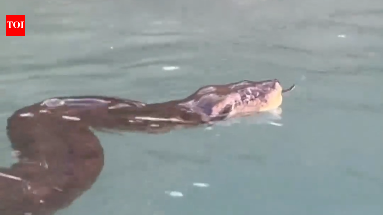 Man's calm swim with giant Anaconda leaves internet terrified | The ...