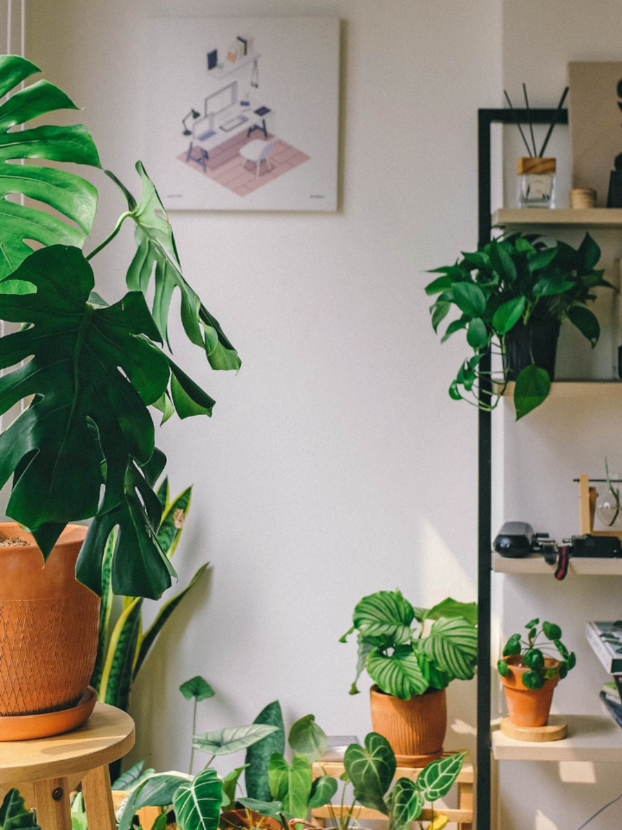 10 best indoor plants for summer | Times of India