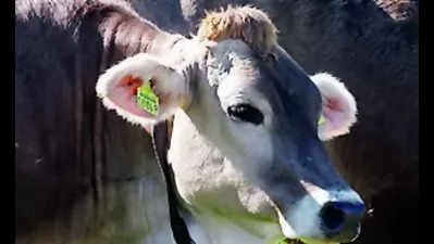 Ear tagging of cattle must from June 1 to curb illegal transport