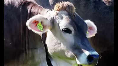 Ear tagging of cattle must from June 1 to curb illegal transport