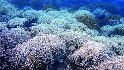 Marine heatwaves bleach Dweep corals: CMFRI