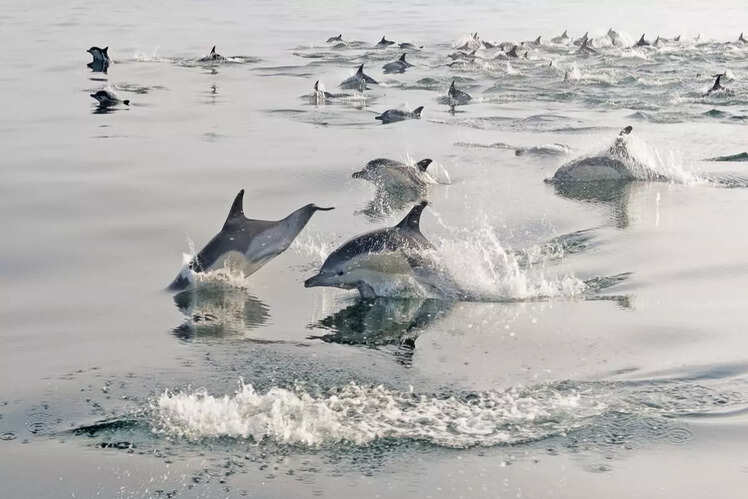Dibru-Saikhowa National Park, Assam