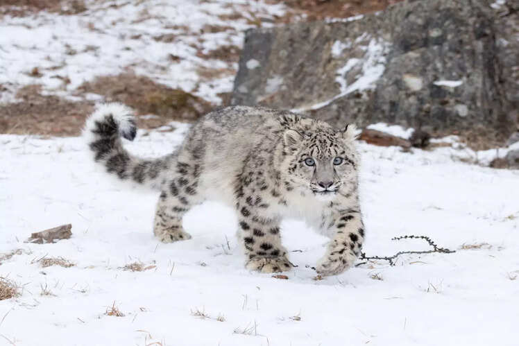 Hemis National Park, Ladakh