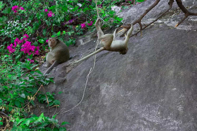 Silent Valley National Park, Kerala