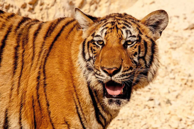 Sundarbans National Park, West Bengal