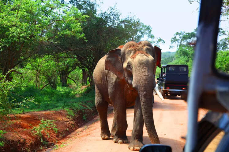 Yala National Park