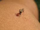 West Nile fever spreads in Kerala: Early warning signs and symptoms to watch out for