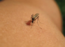 West Nile fever spreads in Kerala: Early warning signs and symptoms