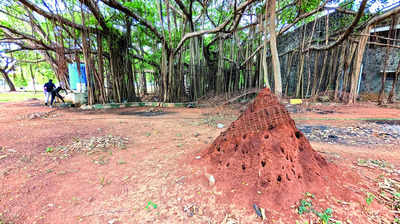 Unkempt Gandhi Mandapam turns dumpyard, no-go zone for visitors