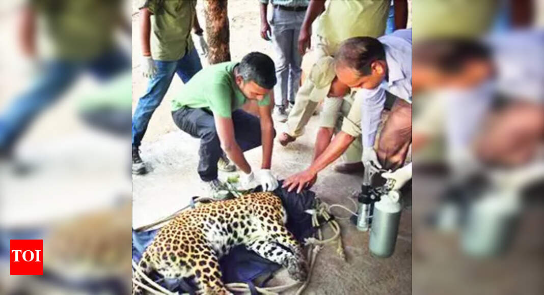 Leopard: Rescued leopard released into wild at Satpura Tiger Reserve ...