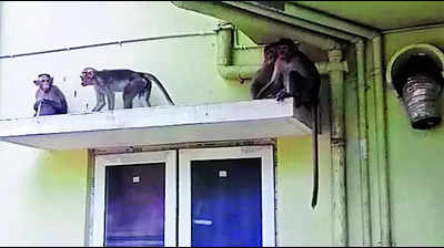 Monkey menace grows, Srirangam residents seek action