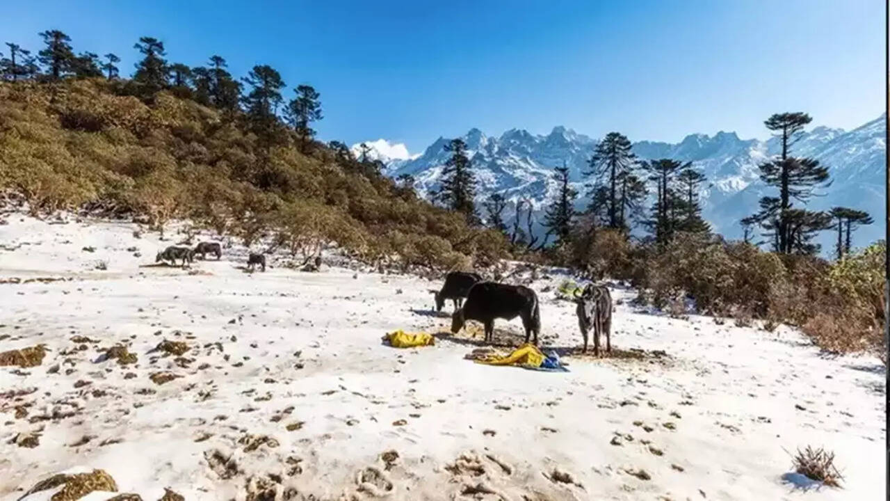 Steve Bannon discussing Elon Musk's black‌ eye and raising ‌concerns​ about potential drug investigations.