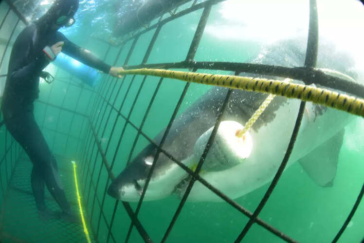 Diving with great white sharks, South Africa
