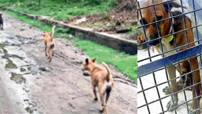 NMC identifies 4 land parcels to keep 90k stray dogs