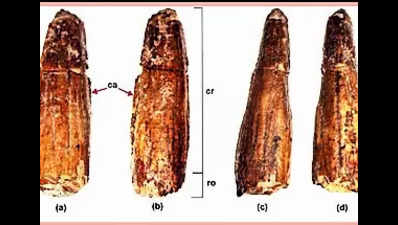 GSI discovers 72mn-yr-old dinosaur teeth fossil in Meghalaya’s Mawphuli
