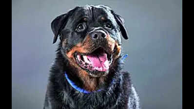 Tamil Nadu re-issues Centre's ban on foreign dog breeds, withdraws ...