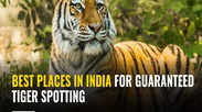 Best places in India for guaranteed tiger spotting