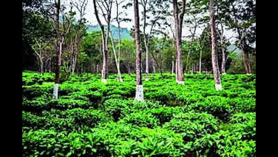 Excessive heat affects tea production in Bengal, Assam