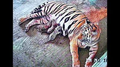 3 tiger cubs, one of them white, born at Nahargarh zoo