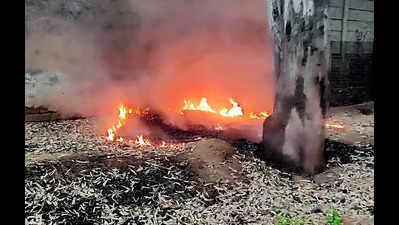Despite ban, burning of dry leaves continues unabated