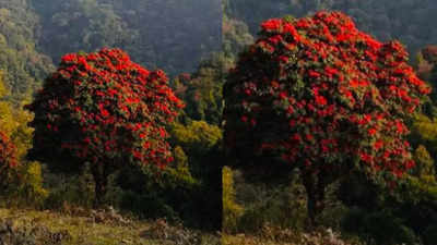 ‘It’s worth a visit’: Majestic rhododendron tree in Nagaland captures Anand Mahindra's heart