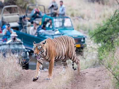 Tiger video goes viral: Tourists on wildlife safari in Dudhwa park spot a majestic male tiger