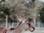 ​Kangaroo recognised as world's largest hopping animal​