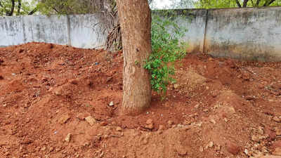 Trichy’s first big tree translocation a success