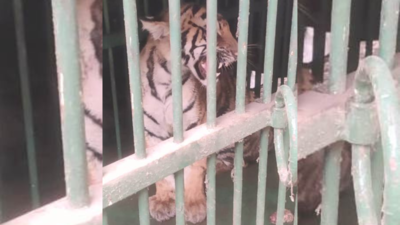 Tiger cub hit by running train in Dudhwa, probe on