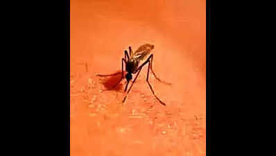 Tamil Nadu steps up watch in border districts for West Nile virus