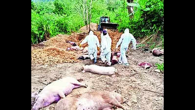 919 pigs die due to African swine fever in Mizoram