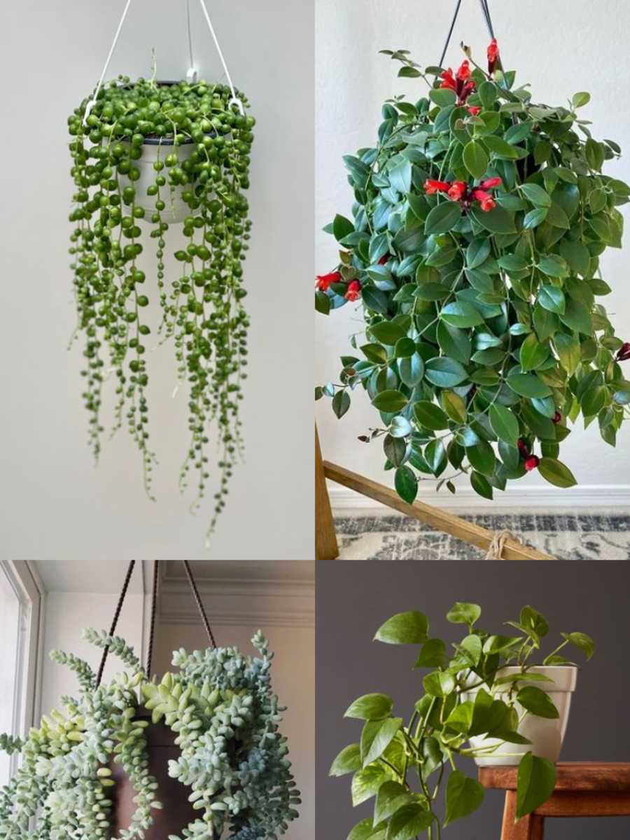 10 Hanging Plants That Require Little Water Times Now