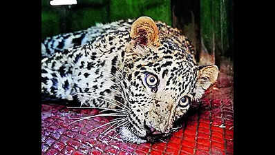 Forest dept proposes 'state disaster' tag to leopard attacks in Junnar division