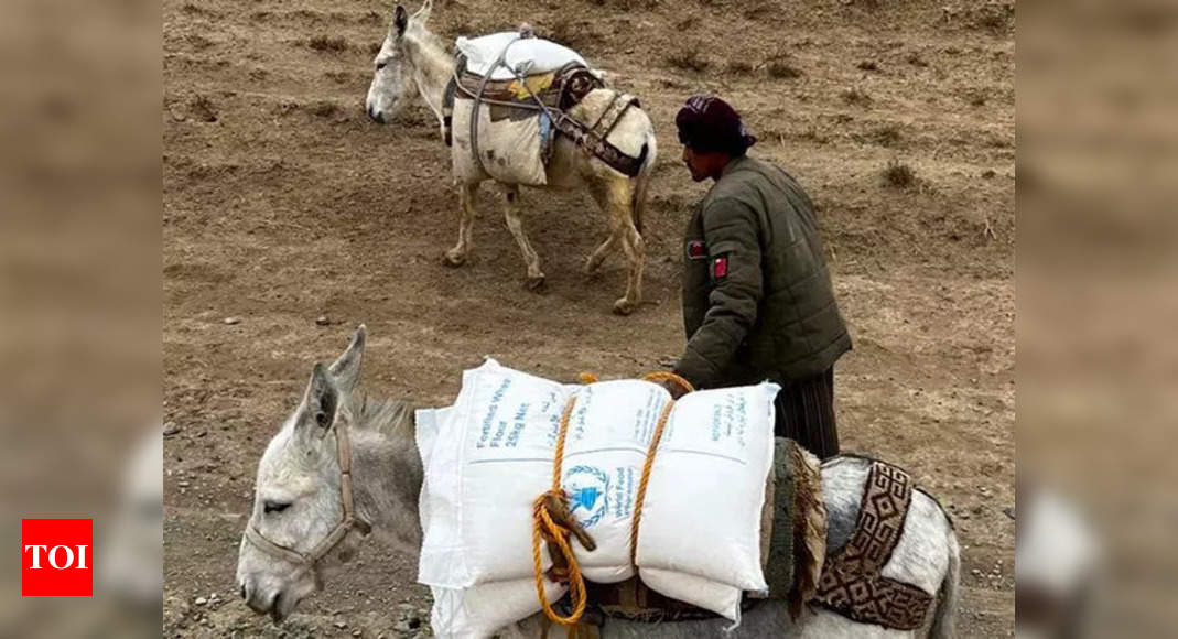 Flood-hit areas in Afghanistan ‘inaccessible by trucks’, donkeys come to rescue – Times of India